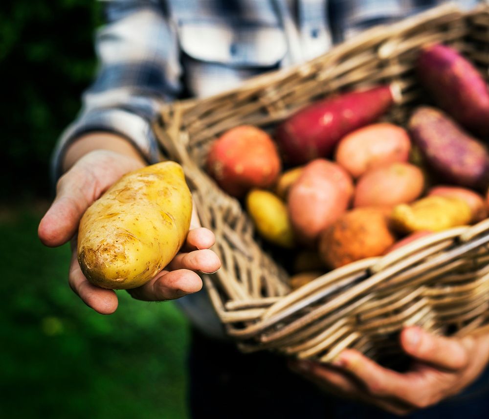 Hands holding potatoes on the basket organic produce from farm