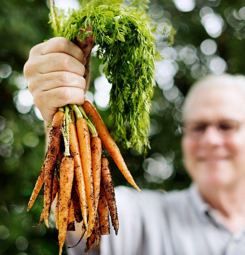 Closeup of hands holding fresh organic carrots