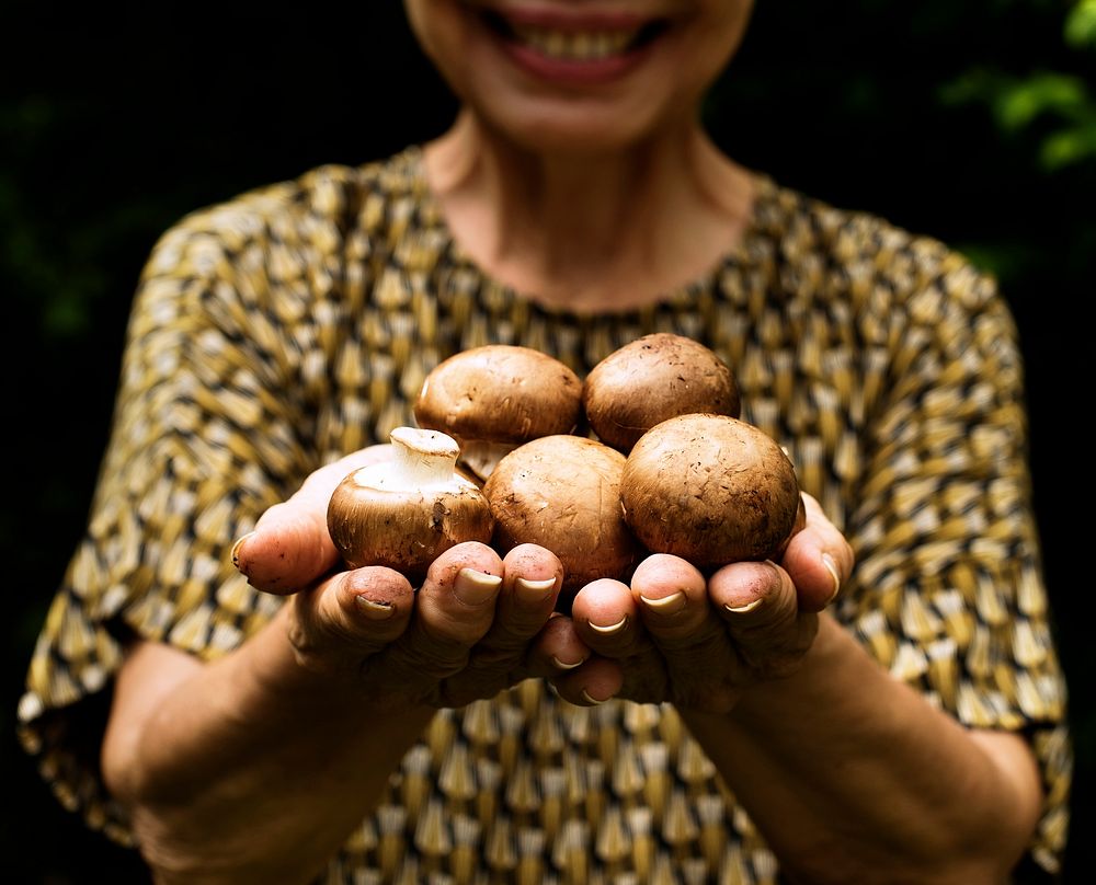 Closeup of hands holding fresh organic mushroom