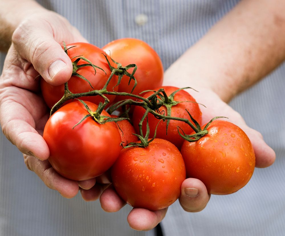 Hands holding tomatoes organic produce from farm