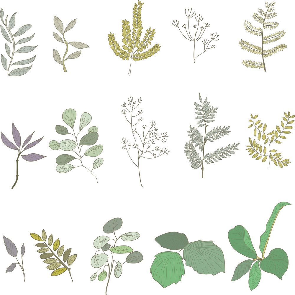 Illustration of different leaf and plant species