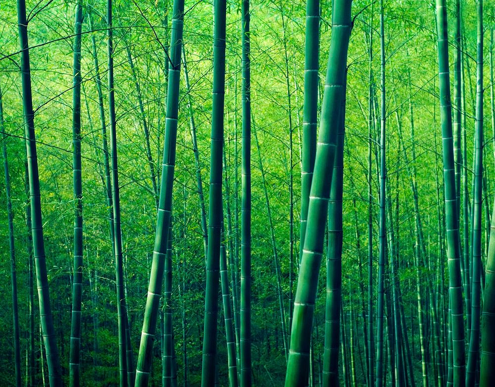 Bamboo Forest Trees Nature Concept