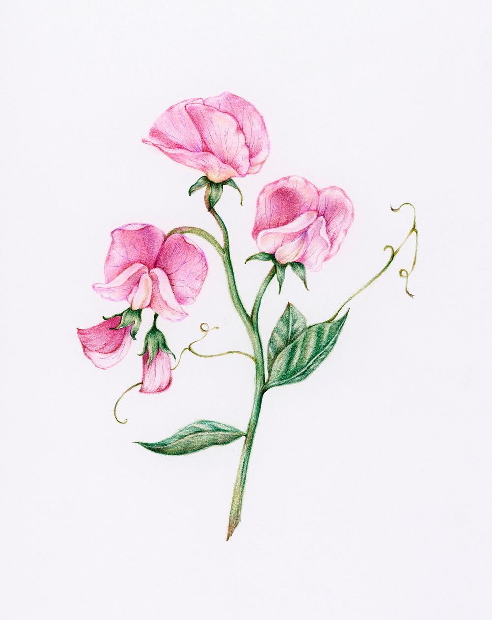 Hand drawn pink rose  illustration