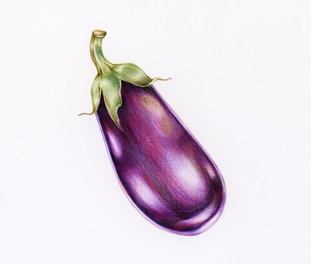 Hand drawn eggplant illustration