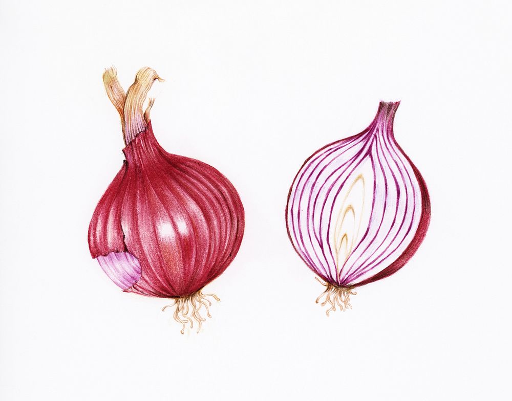 Hand drawn red onion illustration