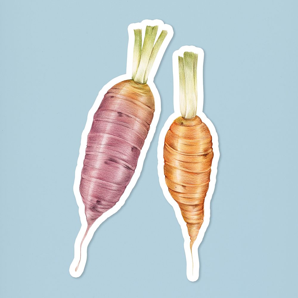 Fresh carrots illustration psd botanical drawing