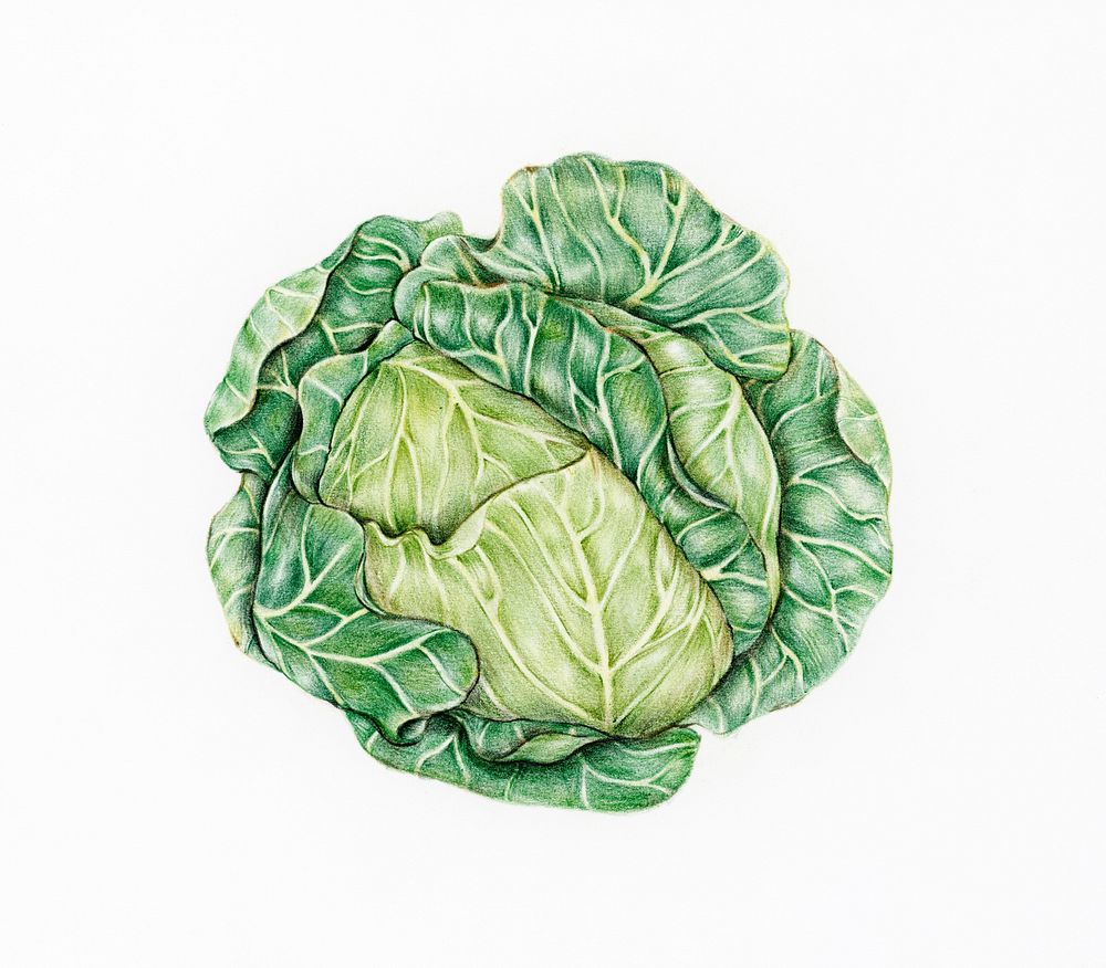 Hand drawn cabbage illustration