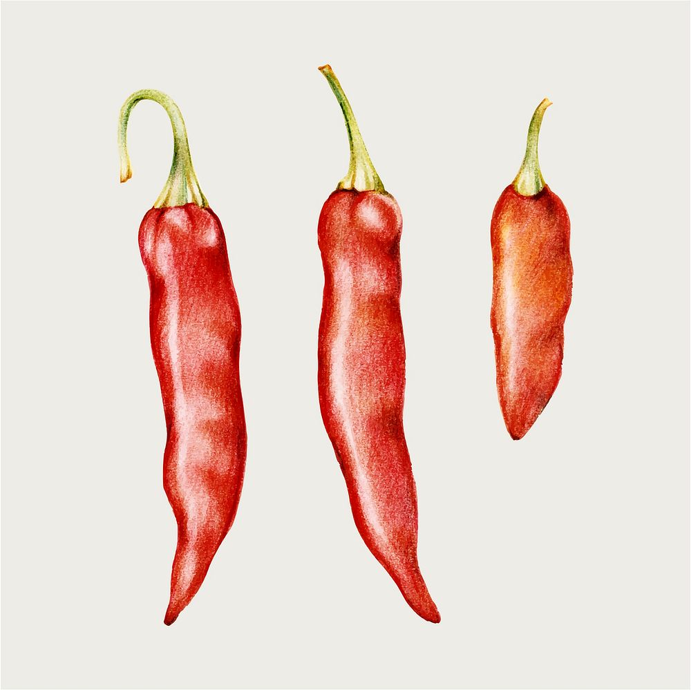 Red chili vintage vector hand-drawn