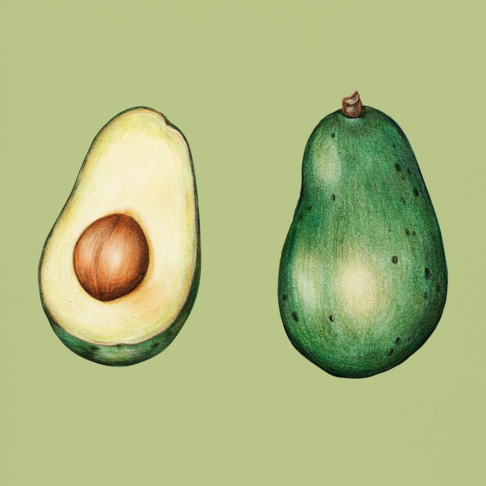 Hand drawn avocado illustration