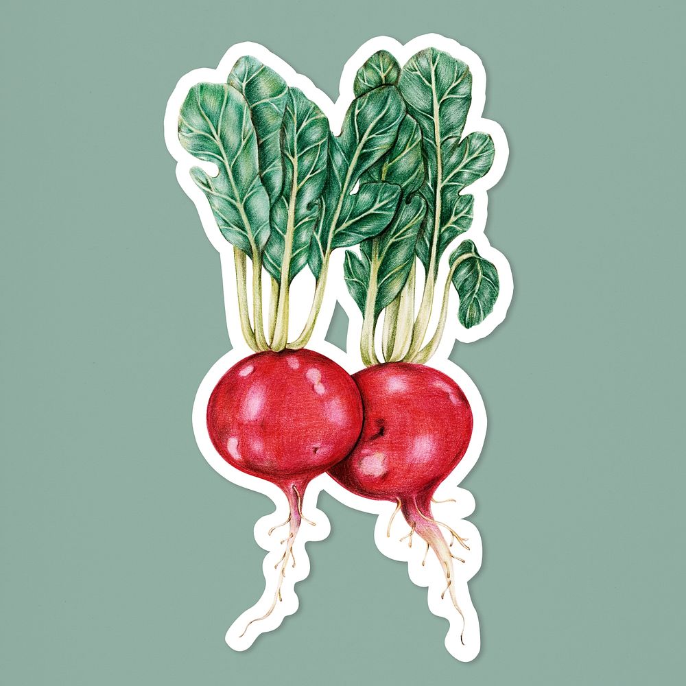 Fresh vegetable turnip psd illustration sticker