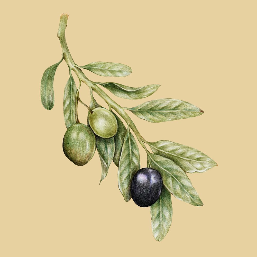 Hand drawn olive illustration