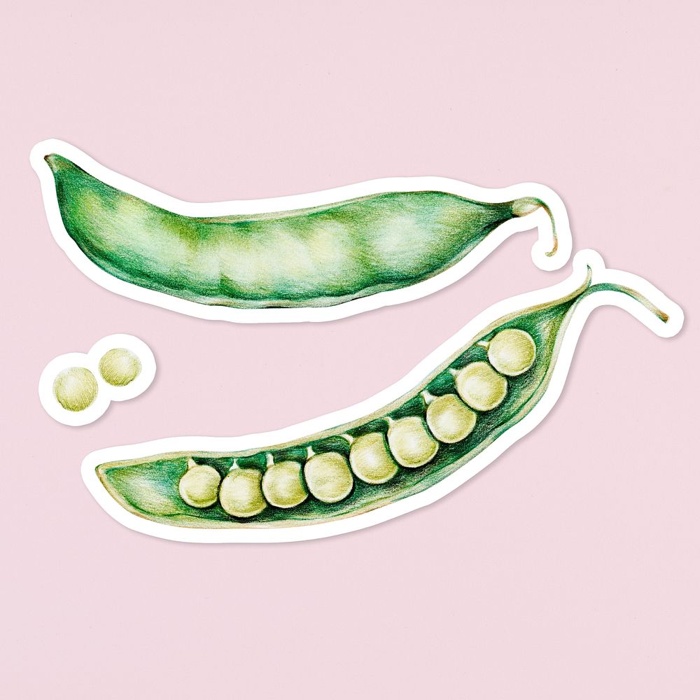 Organic food psd green peas drawing illustration set
