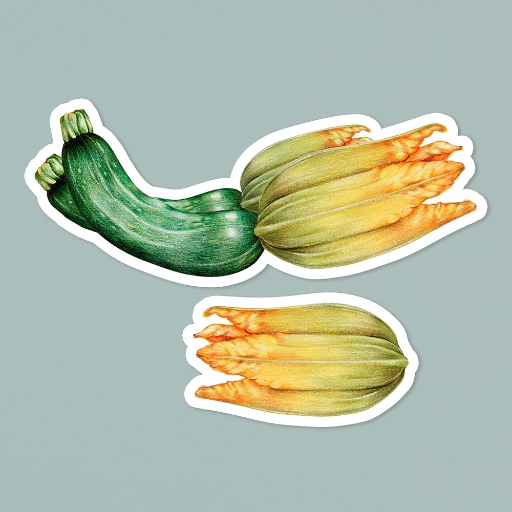 Fresh zucchini illustration psd botanical drawing
