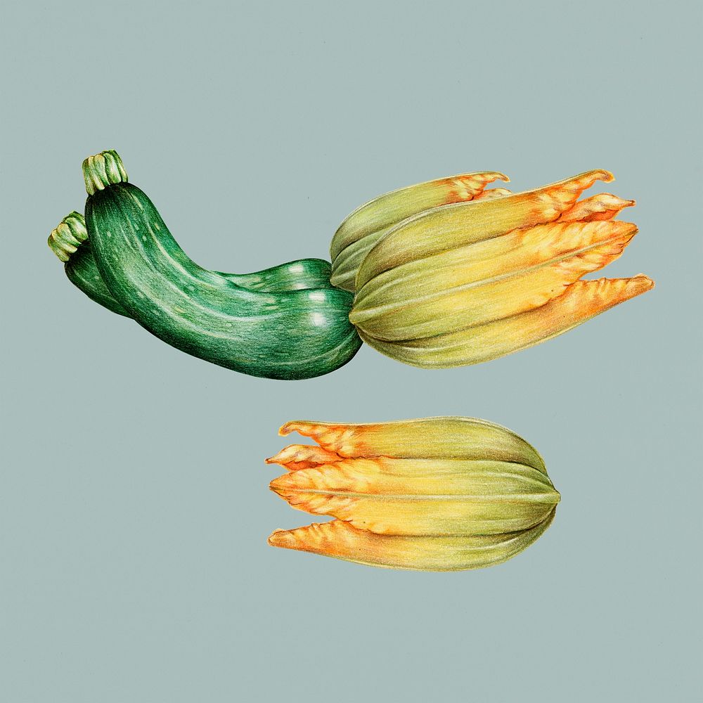 Hand drawn zucchini illustration