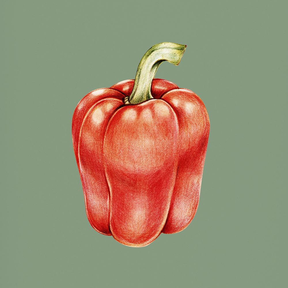Hand drawn red bell pepper illustration