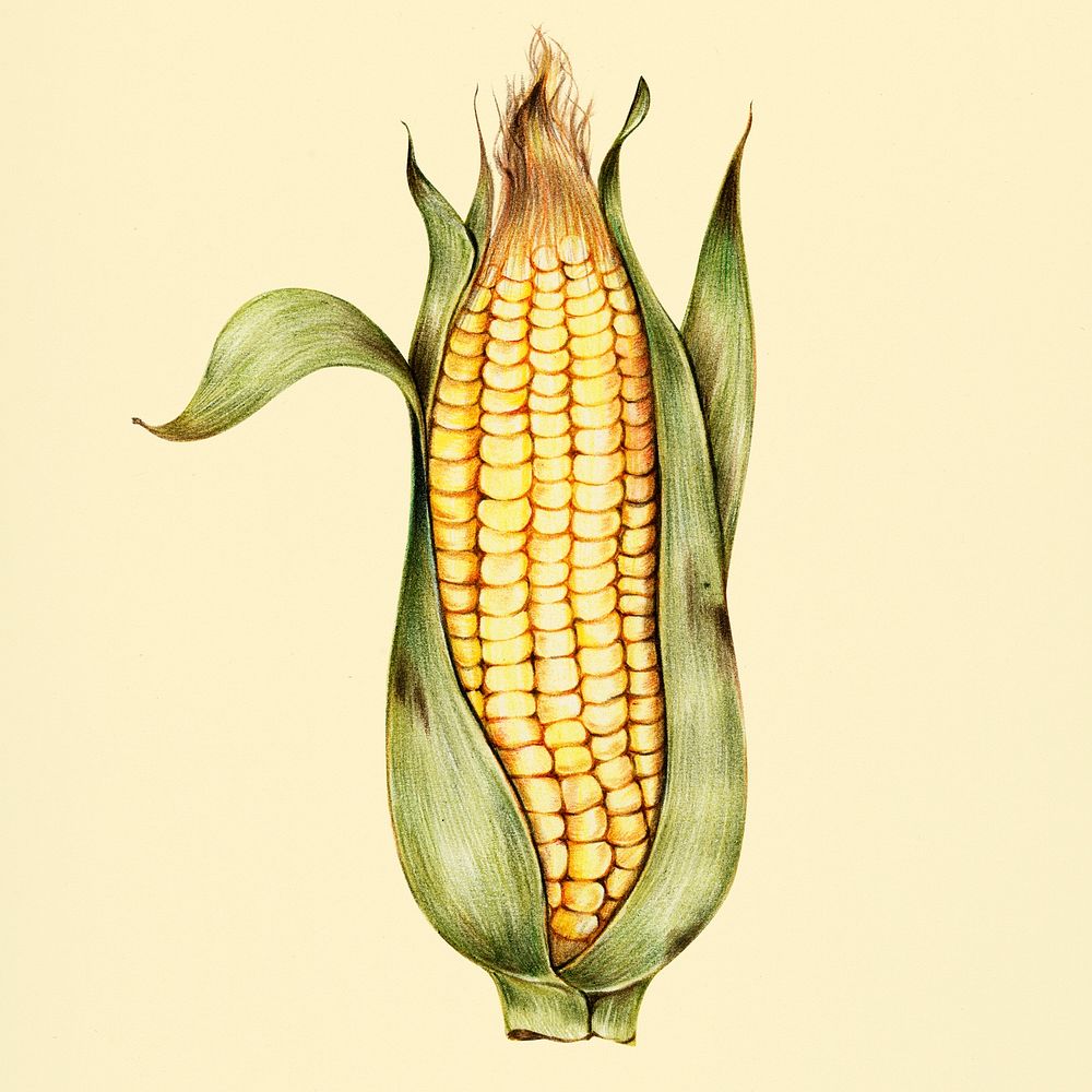 Hand drawn corn illustration