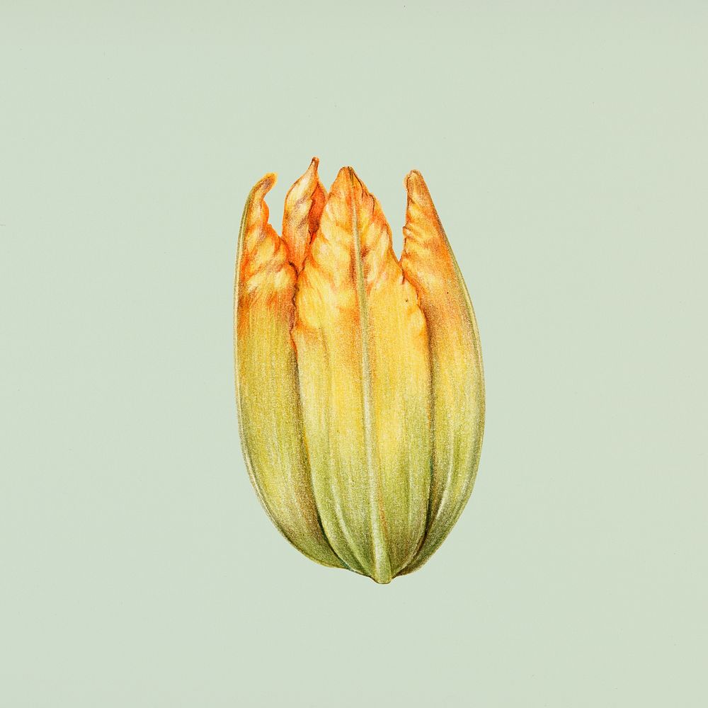 Hand drawn zucchini flower illustration