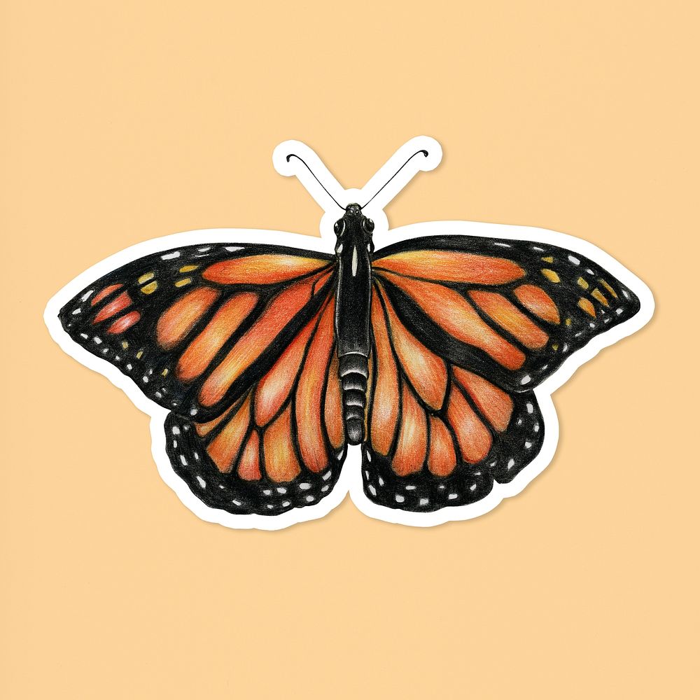 Vintage monarch butterfly psd insect drawing illustration