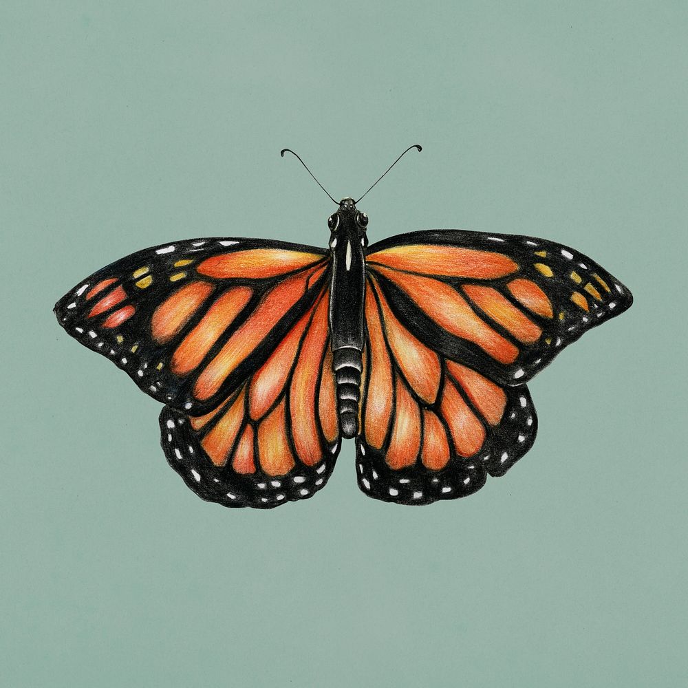 Monarch Butterfly Closeup: Over 12,441 Royalty-Free Licensable Stock  Illustrations & Drawings | Shutterstock