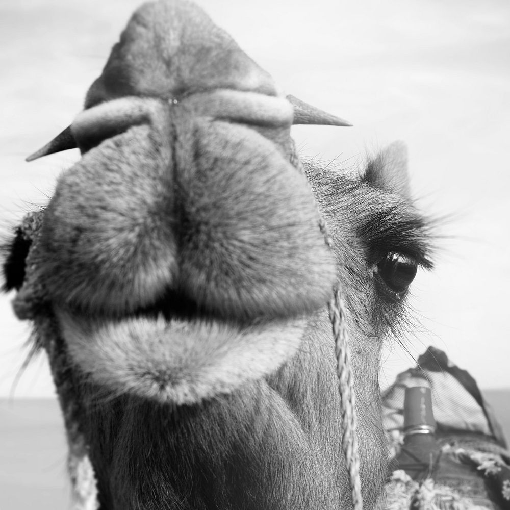 Closeup of camel grayscale