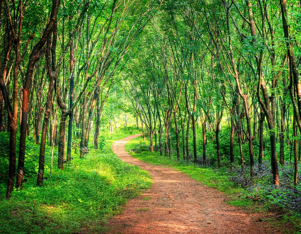 Enchanting forest lane in a rubber tree plantation, Kerela, India. 