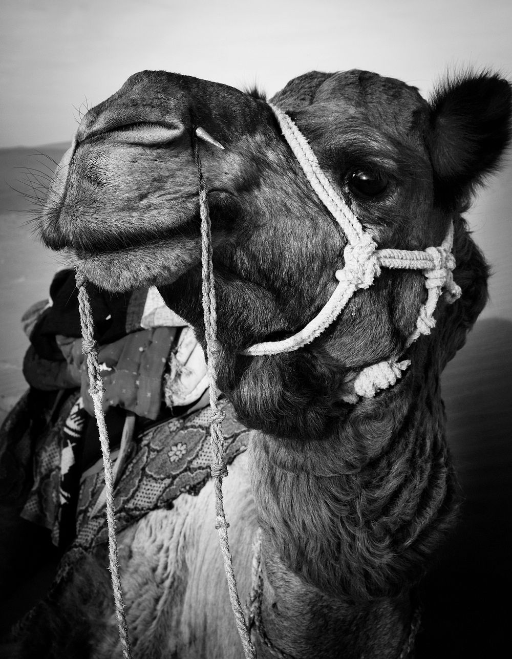 Johnie the Camel in the Thar Desert, Rajasthan, India. 