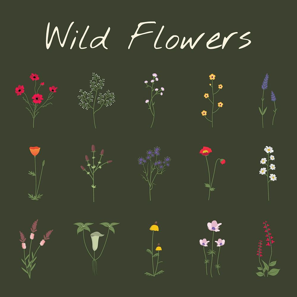 Wild flower vectors