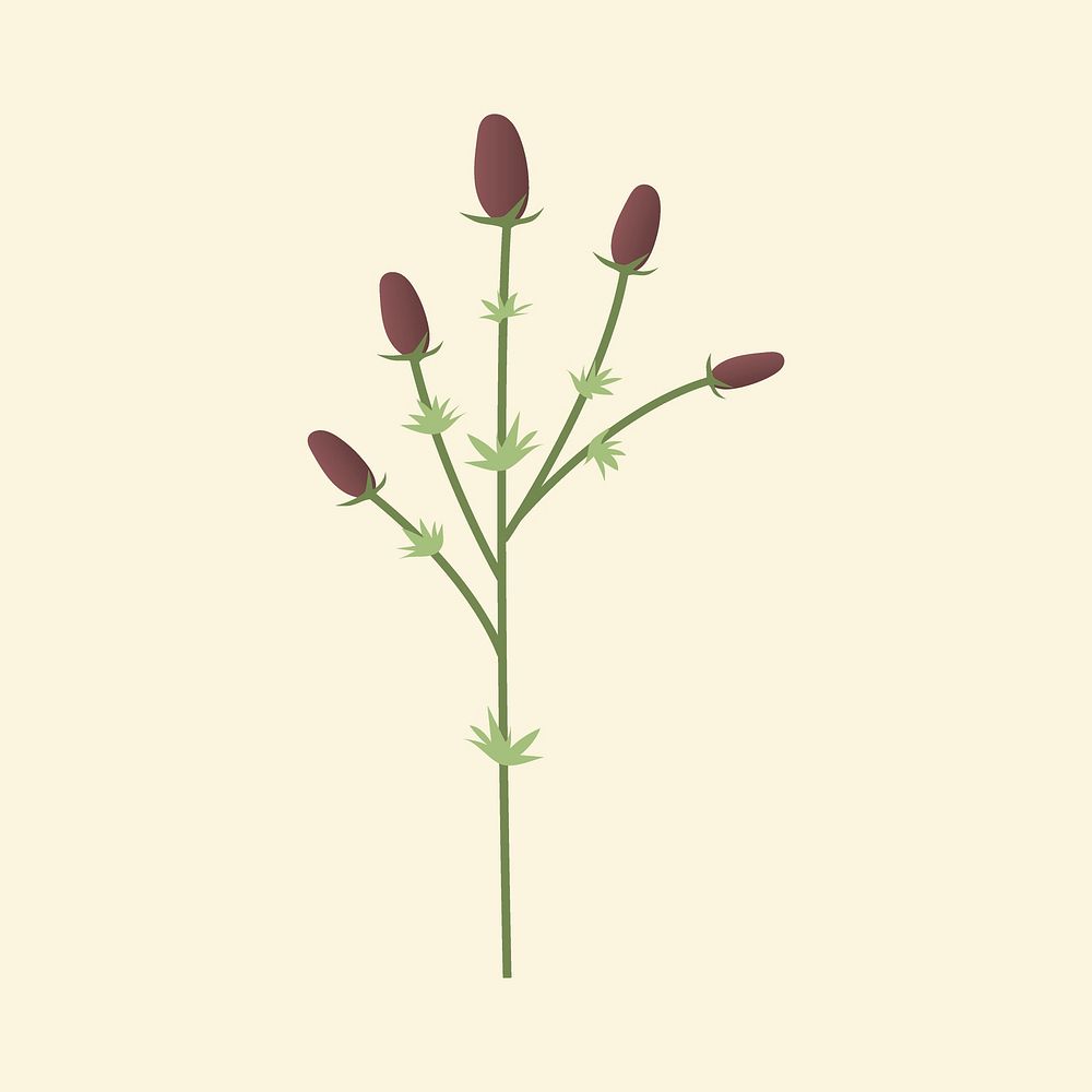 Sugarbushes flower minimal illustration