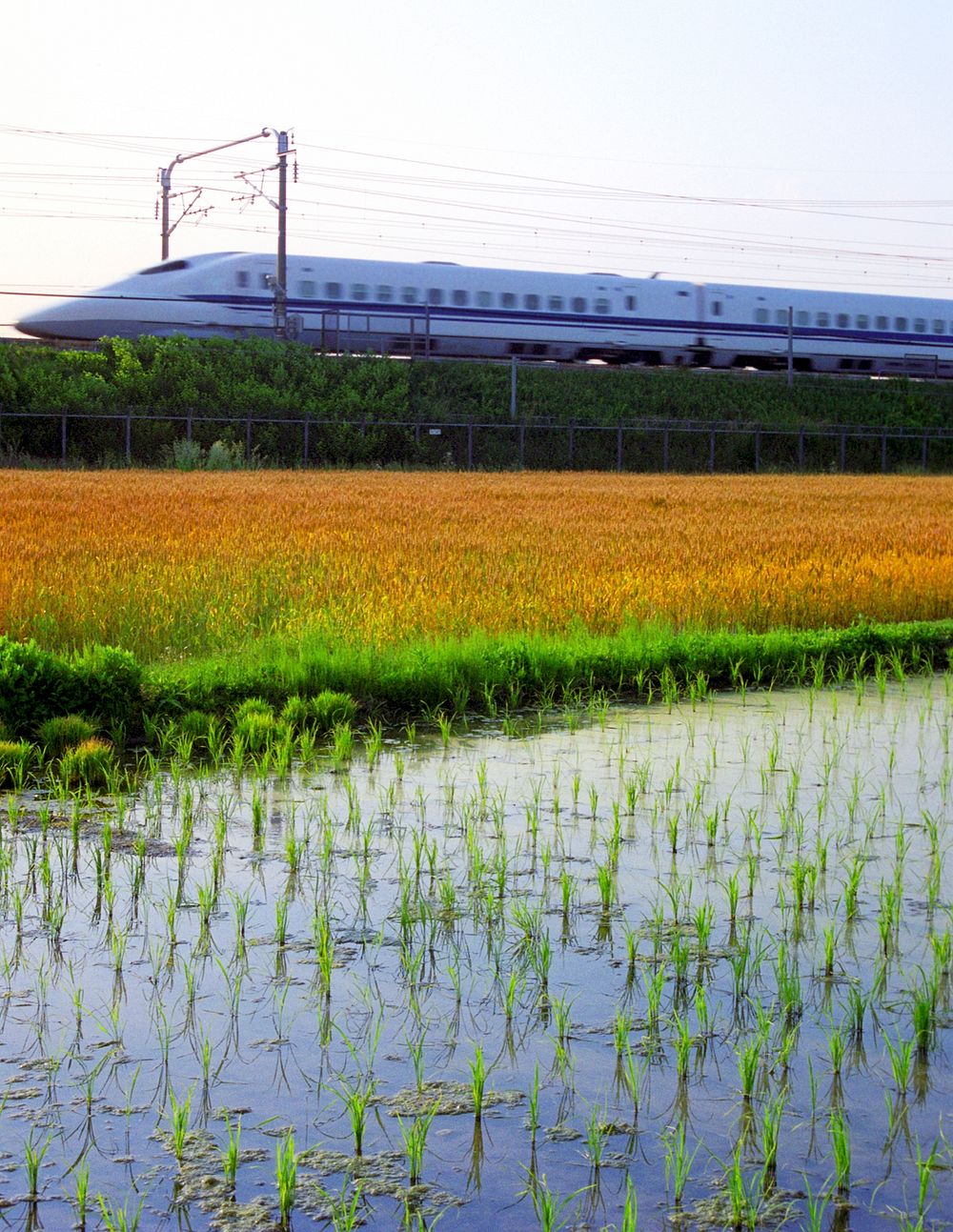 Bullet train passing by a rice paddy in Japan