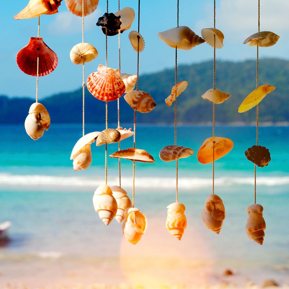 Sea Shells Shore Malaysia Beach Concept