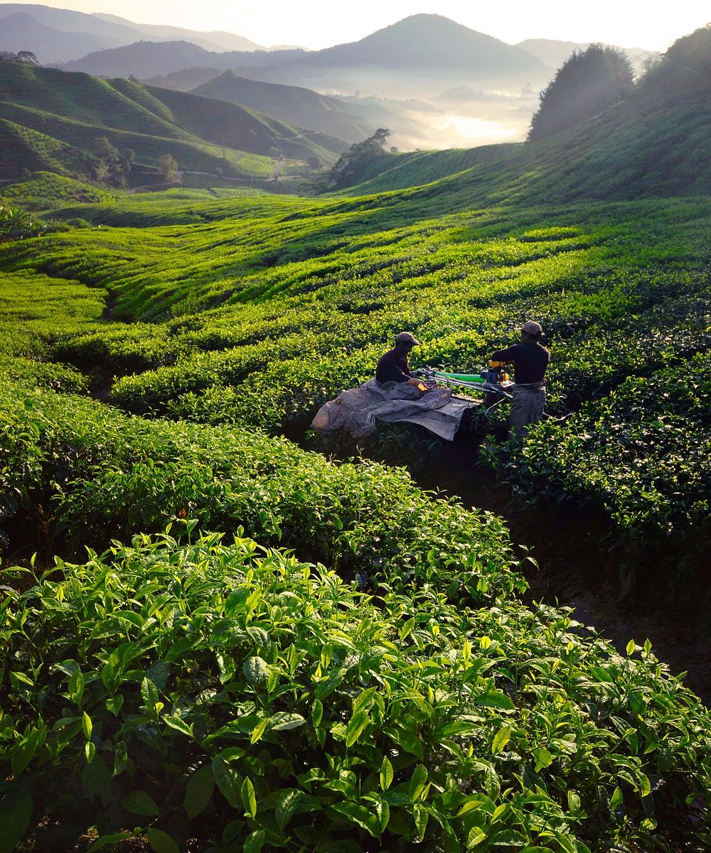 Tea pickers at dawn