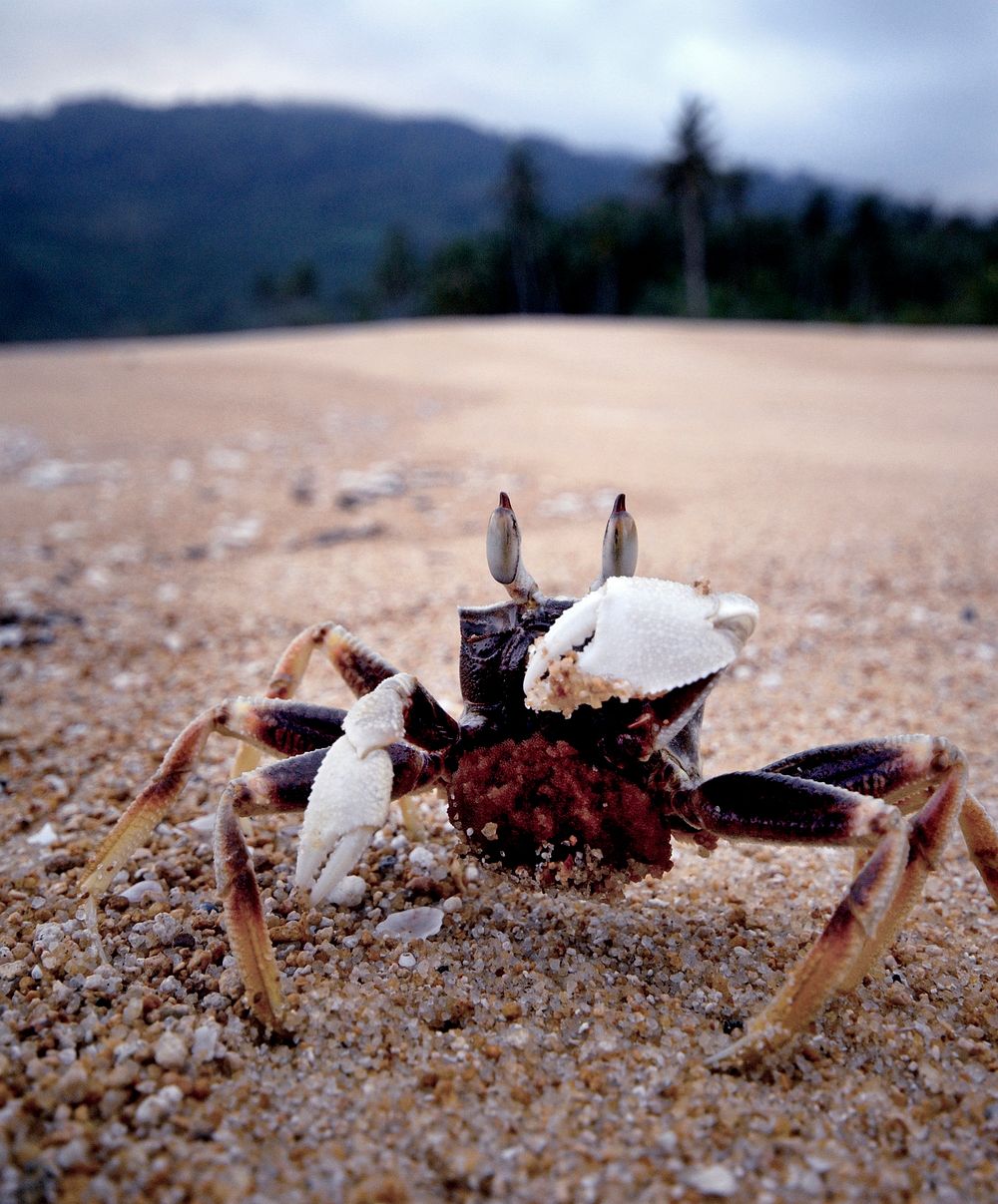 A crab on a sandy beach