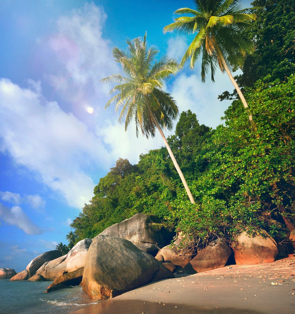 Malaysian Beach Island Vacation Summer Tropical Tree Concept