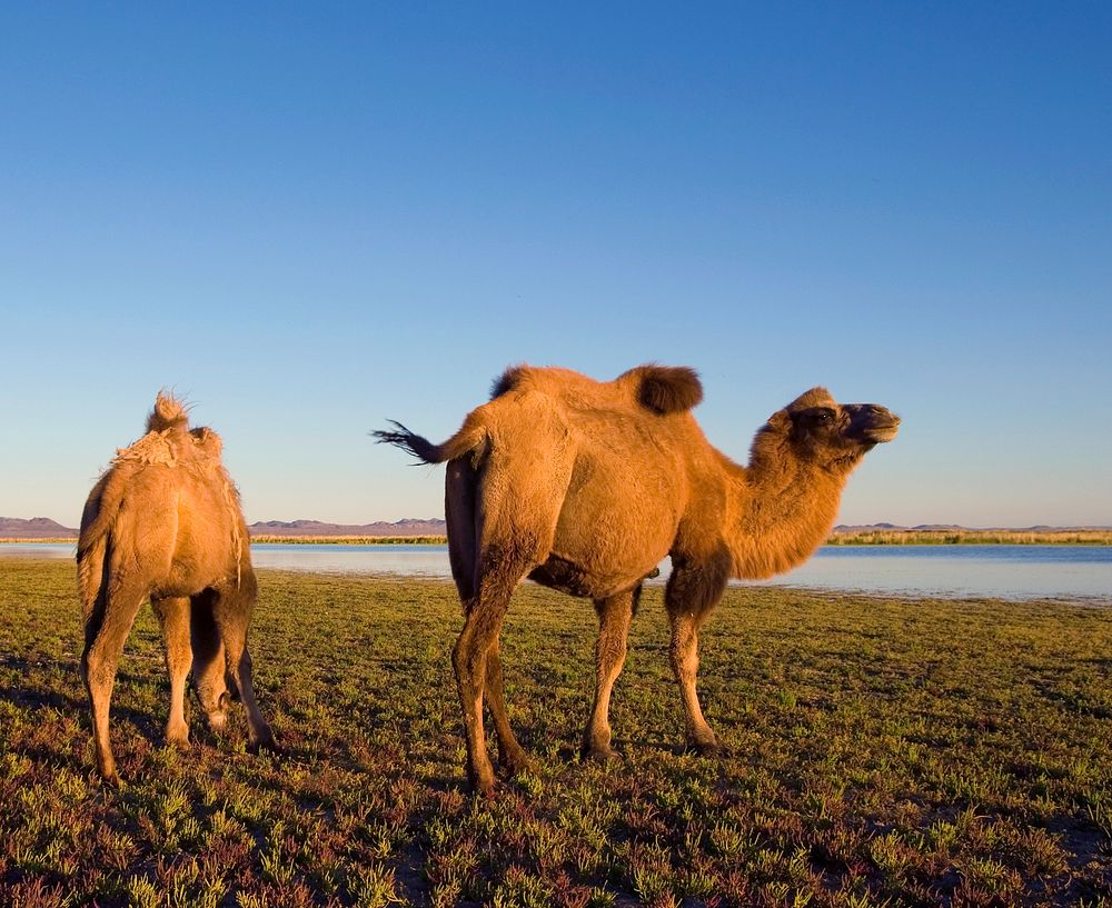 Camels Scenic Nature Animals Travel Concept