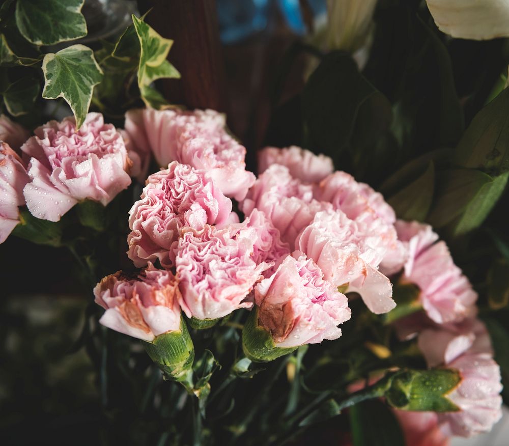 Closeup of carnation flower blooming decoration arrangement