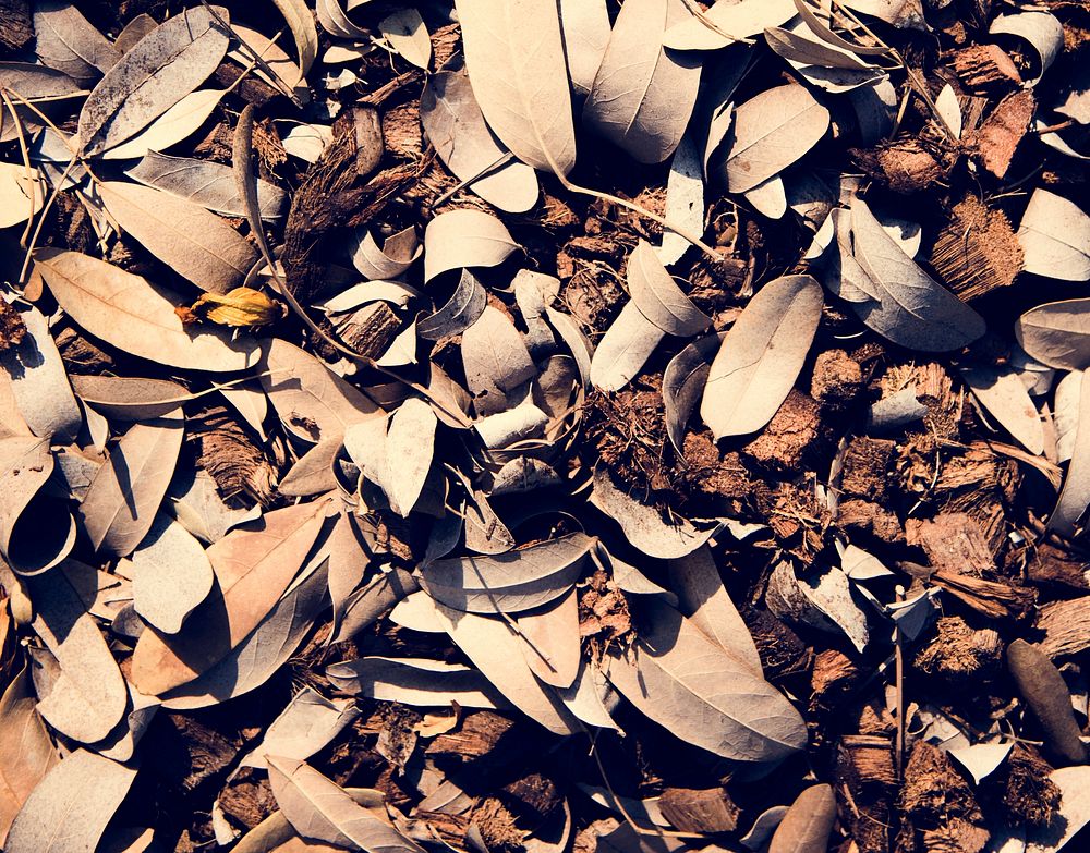 Brown dried leaf texture seasonal