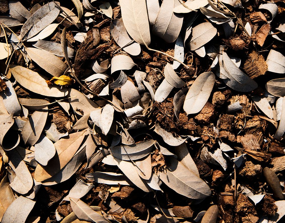 Brown leaves and coconut husk on the ground
