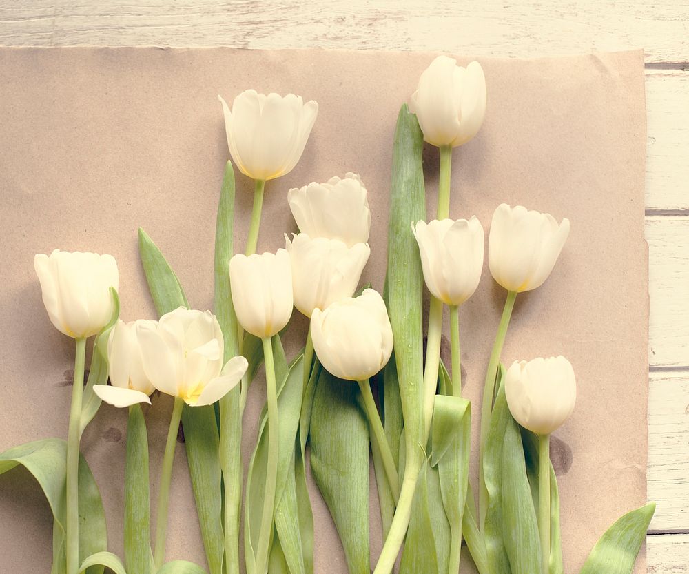 Fresh White Tulips Flowers Arrangement Decorative as Background