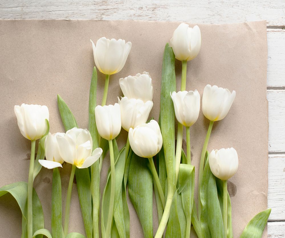 Fresh White Tulips Flowers Arrangement Decorative as Background