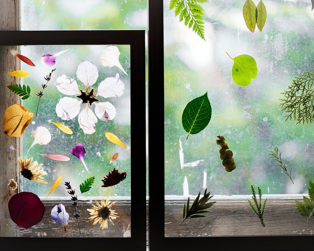 Pressed flowers on glass