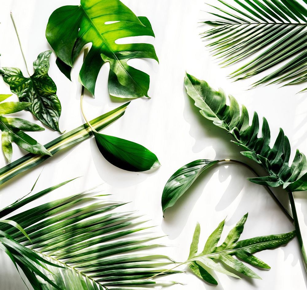 Tropical green leaves on white background