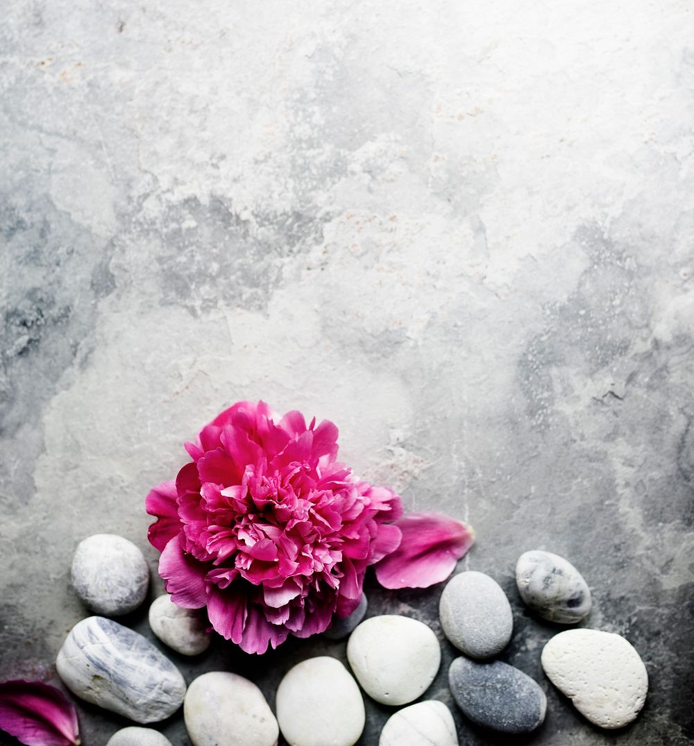 Stones and carnation flower on the grunge concrete background