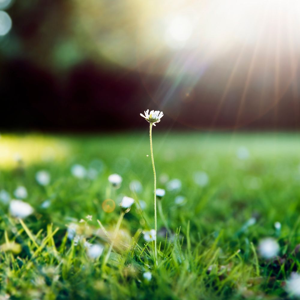 Closeup of grass flower with sun light