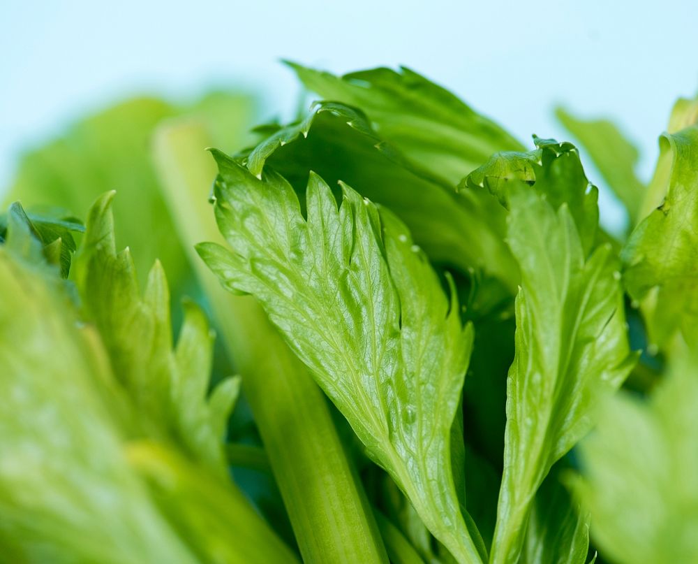 Closeup of fresh celery leaves
