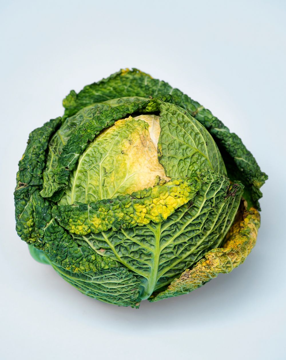 Fresh green cabbage vegetable