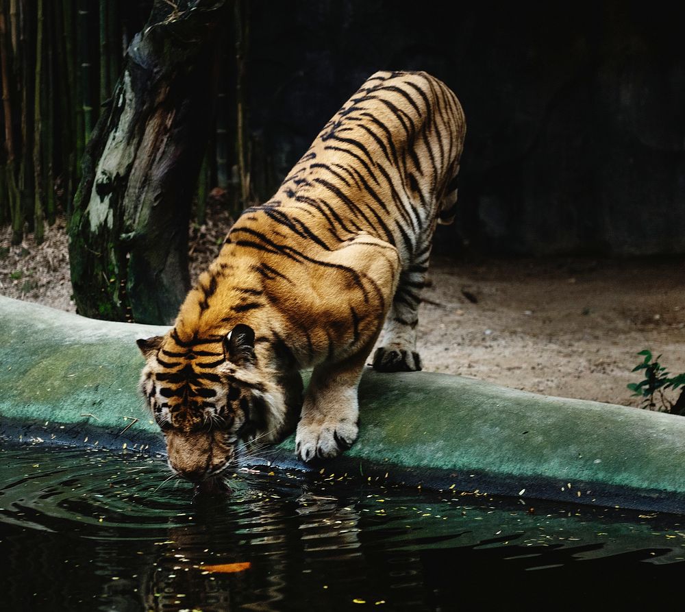 Tiger drinking water at the zoo