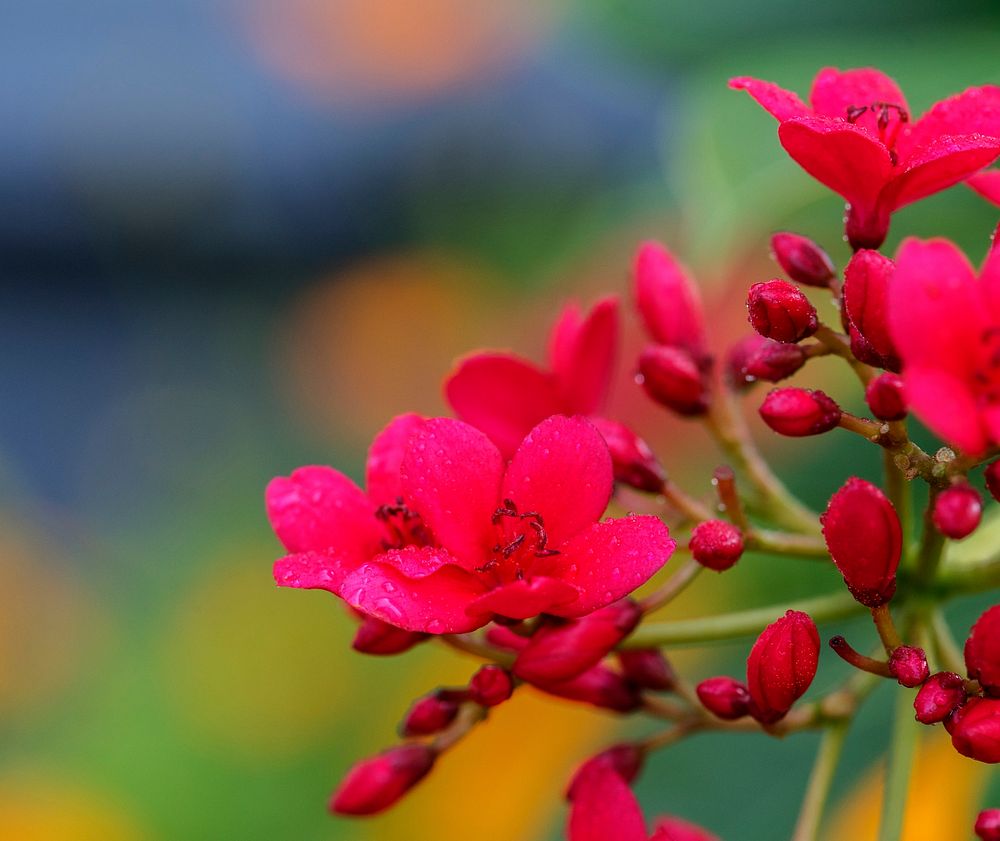 Macro of real red flower nature
