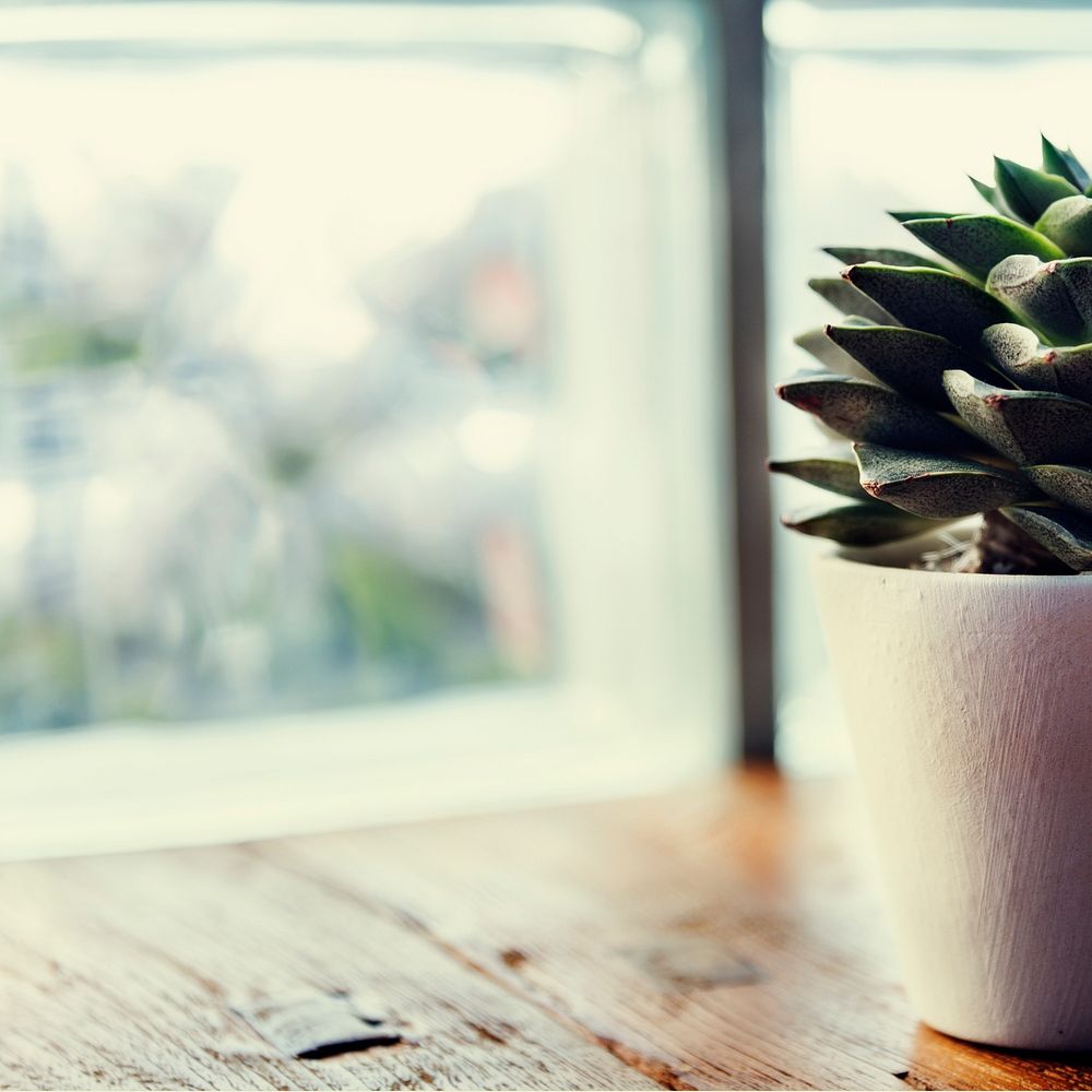 Closeup of succulent cactus in white pot on wooden table by the window