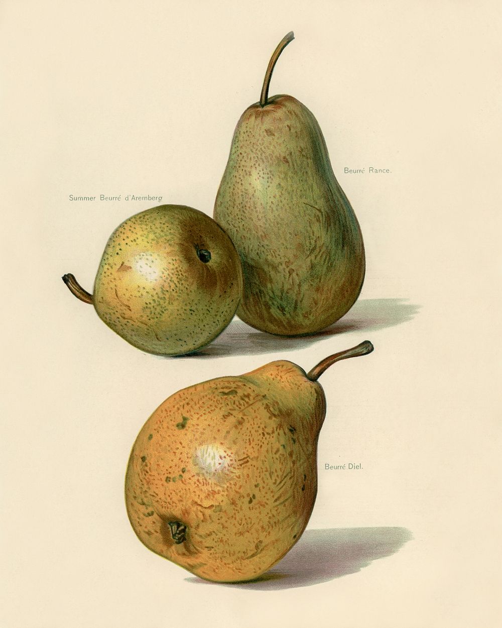 Vintage illustration of beurre dance, beurre diel, summer beurre d' aremberg pears digitally enhanced from our own vintage…