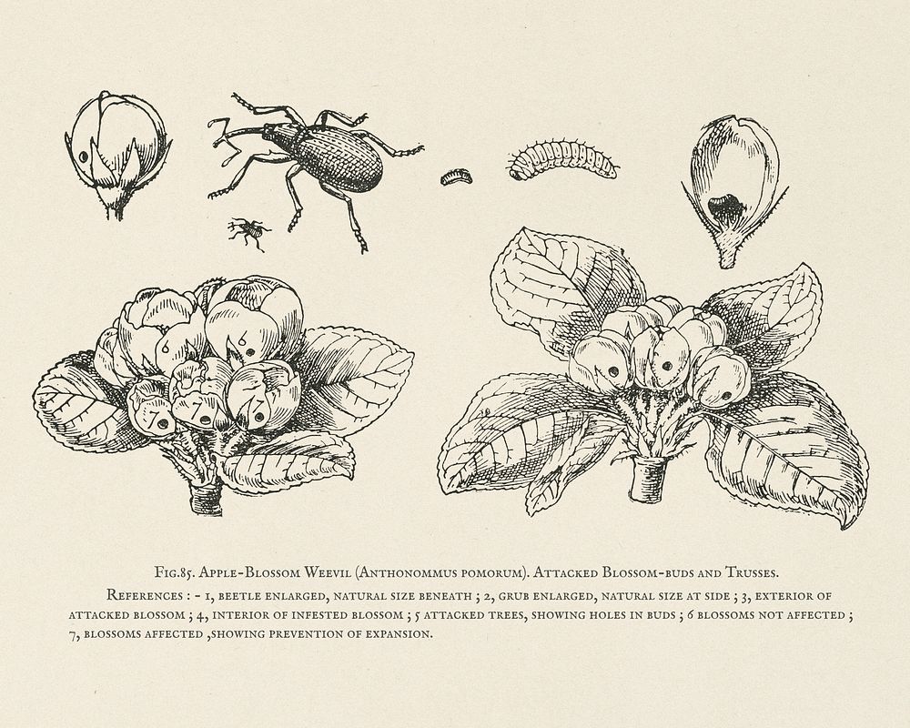 The fruit grower's guide : Vintage illustration of anthonomus pomorum, apple-blossom weevil, attacked blossom-buds, trusses